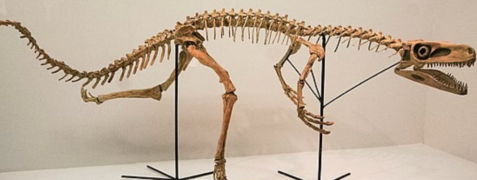 Datos curiosos de Staurikosaurus pricei