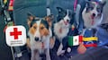 Los héroes de cuatro patas: Orly, Balam y Kenai llegan a Venezuela para rescatar vidas