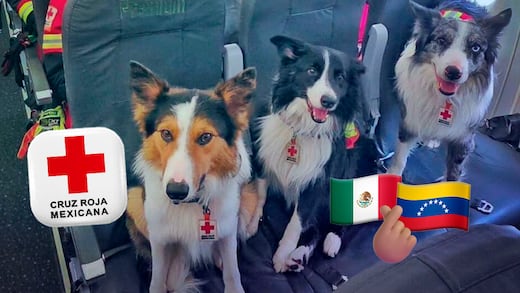 Los héroes de cuatro patas: Orly, Balam y Kenai llegan a Venezuela para rescatar vidas