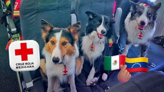 Los héroes de cuatro patas: Orly, Balam y Kenai llegan a Venezuela para rescatar vidas