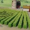 Paw Patrol cultiva plantas y flores: 60 minutos de capítulos en YouTube para ver en español por el Día Mundial del Horticultor