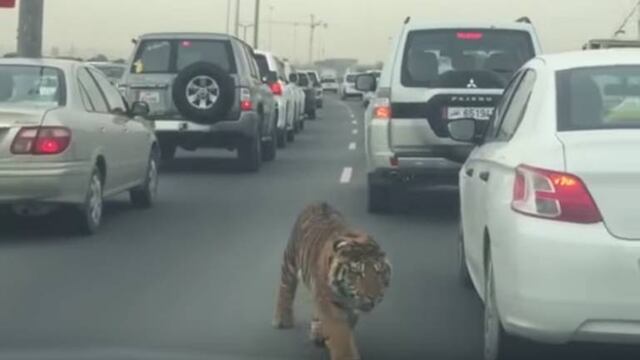 Tigre en autopista.
