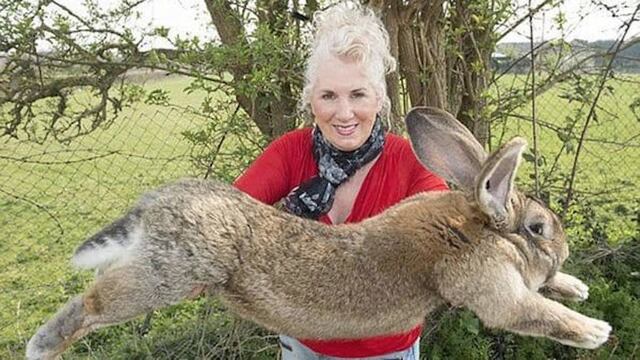 Simon, el conejo más grande del mundo.