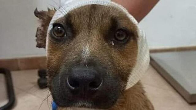 Niños mutilan orejas de perro callejero