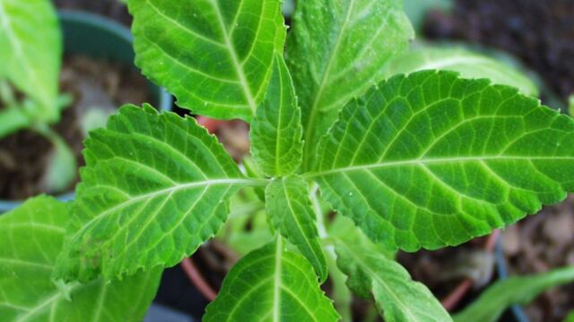 Proponen incluir a planta de la familia de la menta en la lista de psicotrópicos; conoce sus efectos
