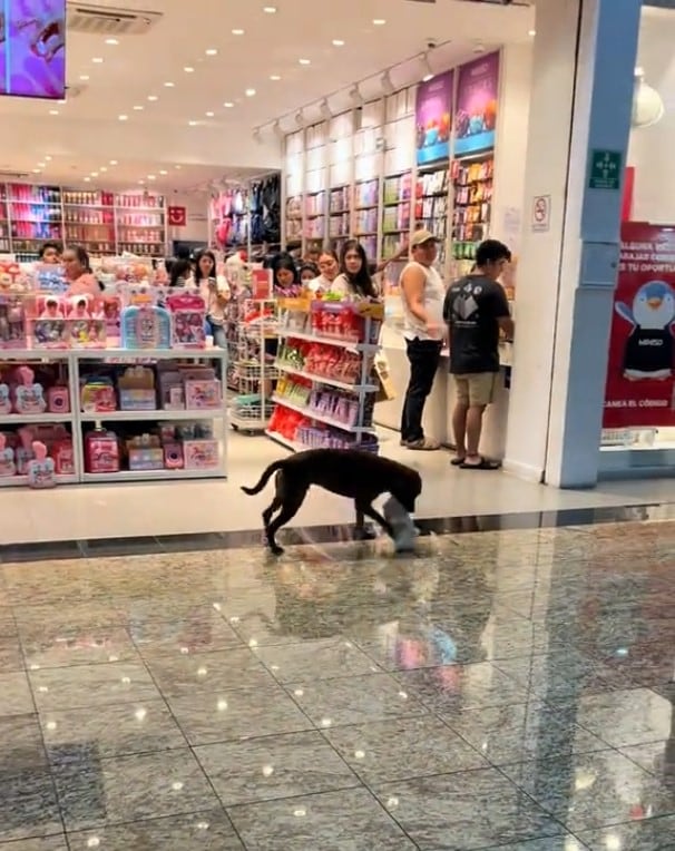 Perro entró a Miniso, mordió un peluche y todos decidieron regalárselo