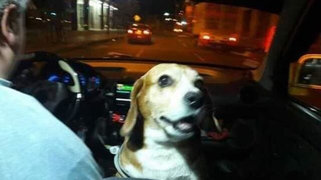 Perrita taxista