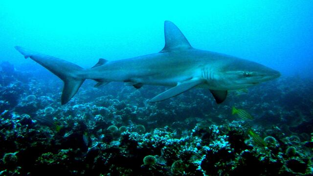 Tiburón