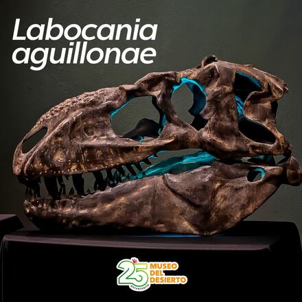 Labocaniia Labocania Aguillonae, el tiranosaurio mexicano encontrado en el sureste ...