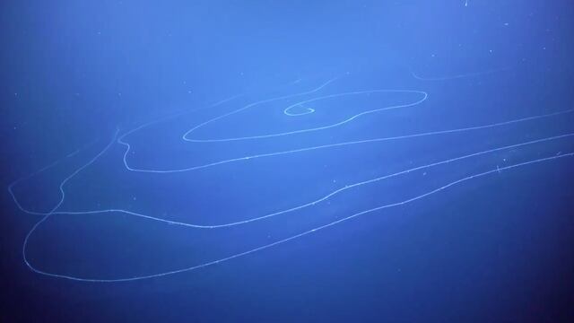 Sifonóforo Apolemia