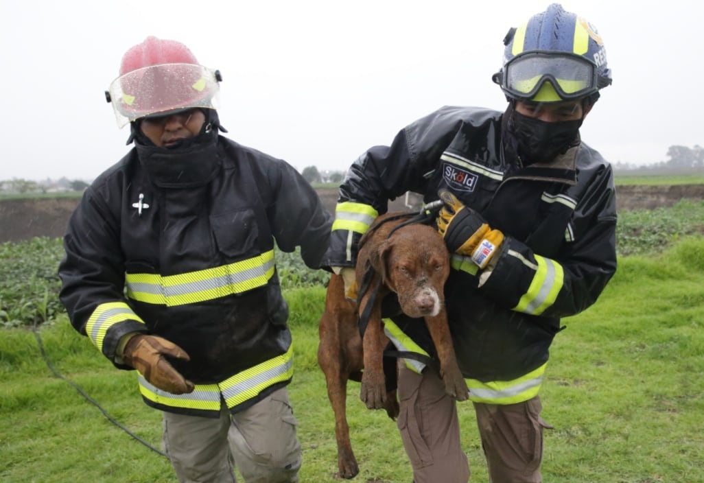 'Spay', perrito rescatado
