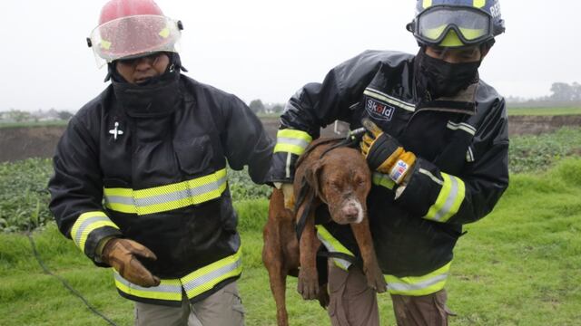'Spay', perrito rescatado