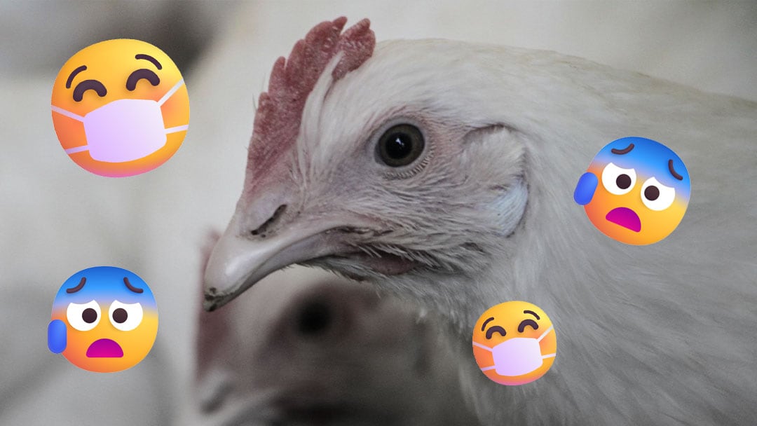 Mutación de gripe aviar en Estados Unidos.