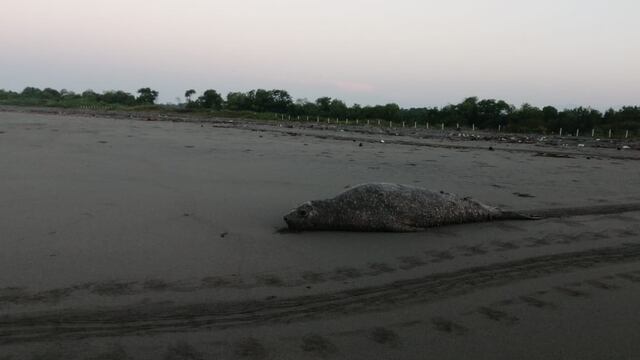 Elefante marino encontrado en Chiapas