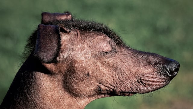 Proponen celebrar el Día Nacional del Xoloitzcuintle en México el 27 de octubre
