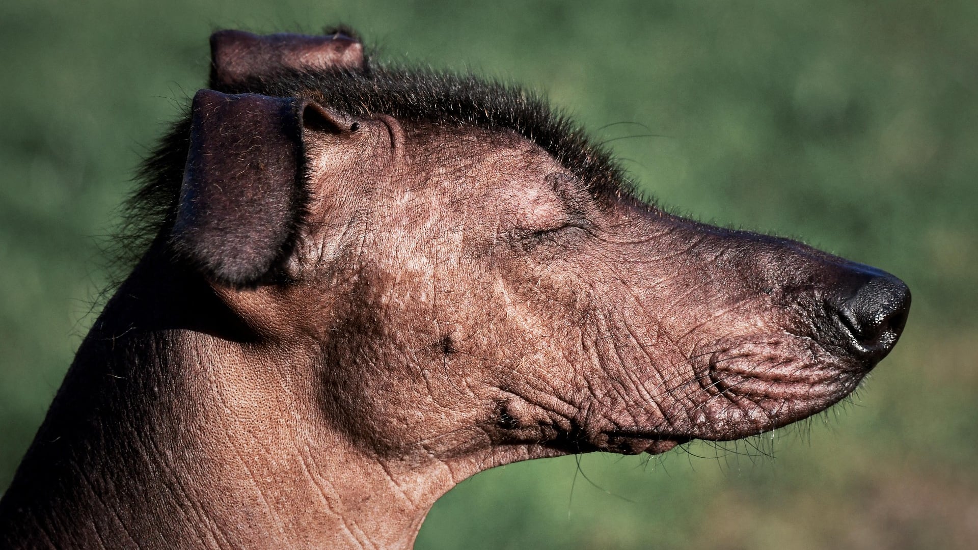Proponen celebrar el Día del Xoloitzcuintle en México cuando las mascotas llegan a la ofrenda