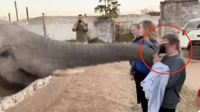 El elefante parecia estar de mal humor.