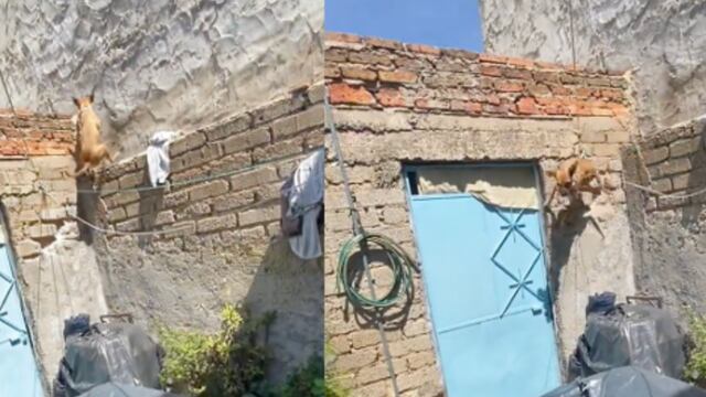 Perrito haciendo parkour en TikTok