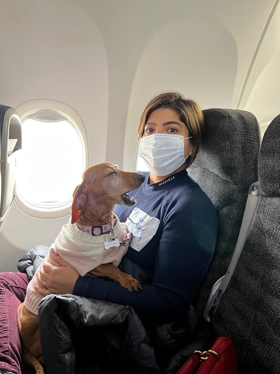 perrito "salchicha" rescatado junto con mexicanos evacuados de Ucrania a bordo del vuelo de la FAM/ Marcelo Ebrard