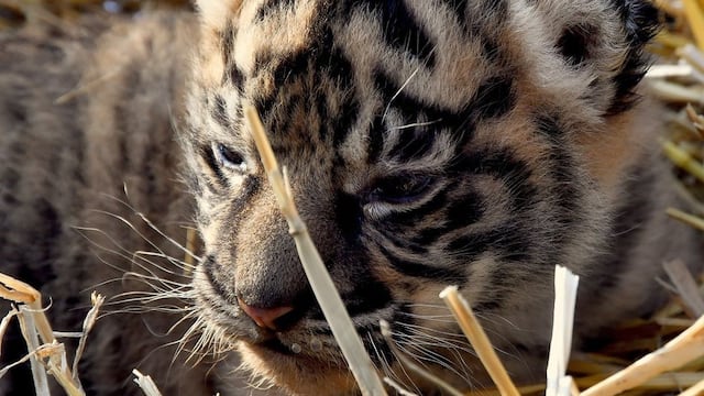 Tigre de sumatra nacido en Italia
