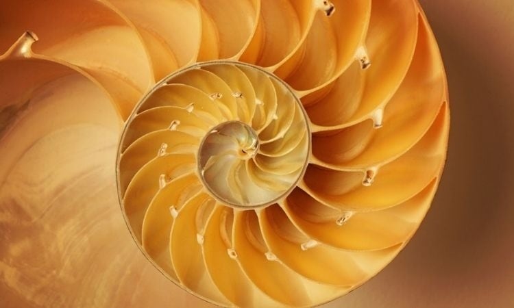 ¿Cuál es el número que representa la belleza? Significado de la proporción áurea de Fibonacci