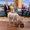 ¿Los perros se pueden volver vegetarianos? Falla experimento en vivo (VIDEO)