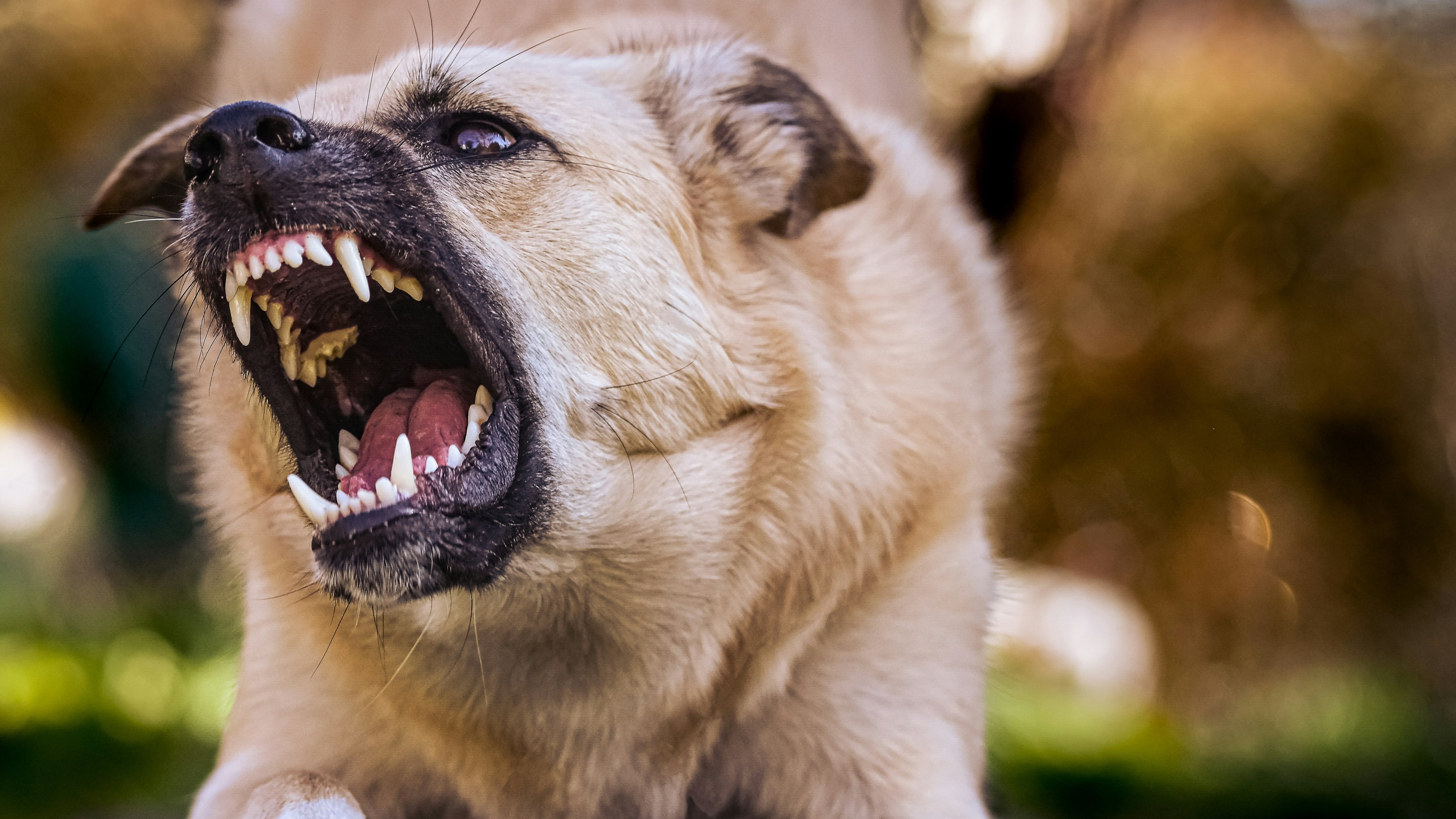 Muere por ataque de una jauría de perros en Estados Unidos; la víctima sólo quería alimentarlos