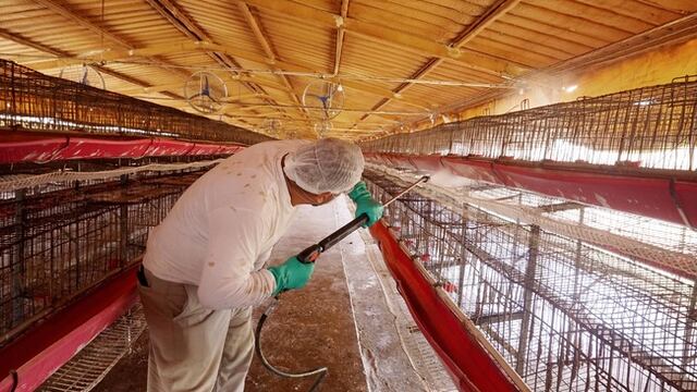 Influenza aviar AH7N3