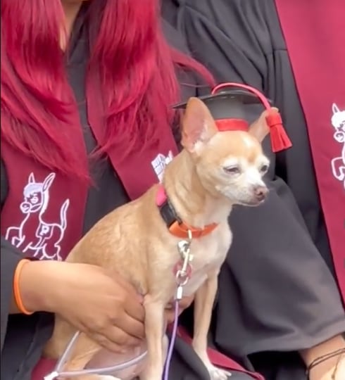 Lleva a su perrito a la foto de graduación