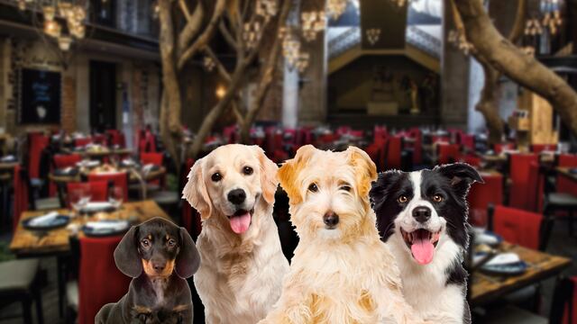 Restaurantes Pet Friendly CDMX para celebrar Día Mundial del Perro