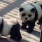 Zoológico de China mostró perros pintados de blanco y negro y dijo que eran pandas