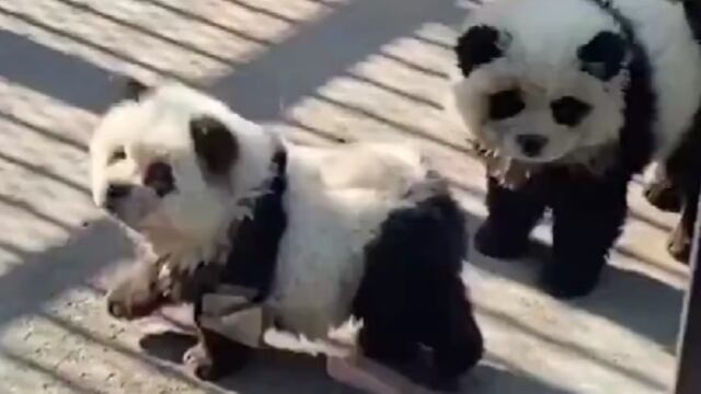 Zoológico de China mostró perros pintados de blanco y negro y dijo que eran pandas