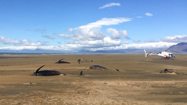 ballenas muertas islandia