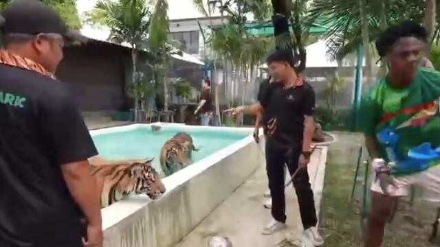 Speed casi muere correteado por un tigre (VIDEO)
