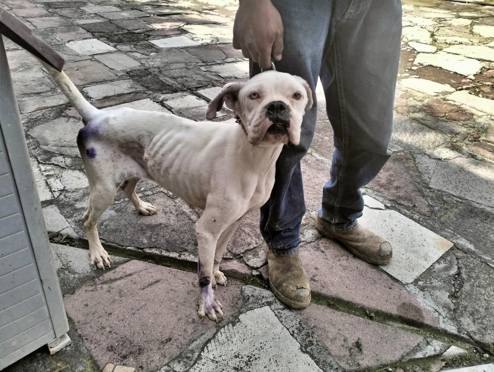 Nueva ley en Edomex reconoce a los animales como seres sintientes y castiga el maltrato