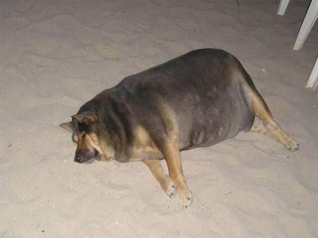 Perro Super Gordito