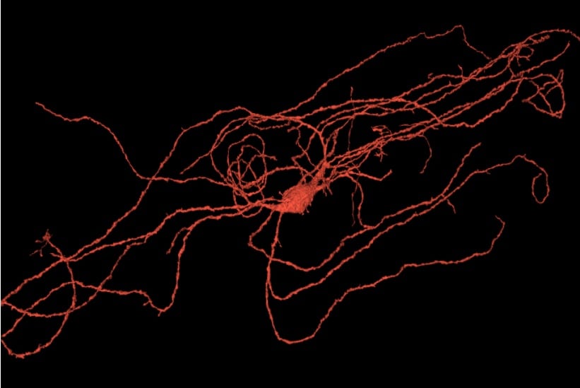 Interneuronas