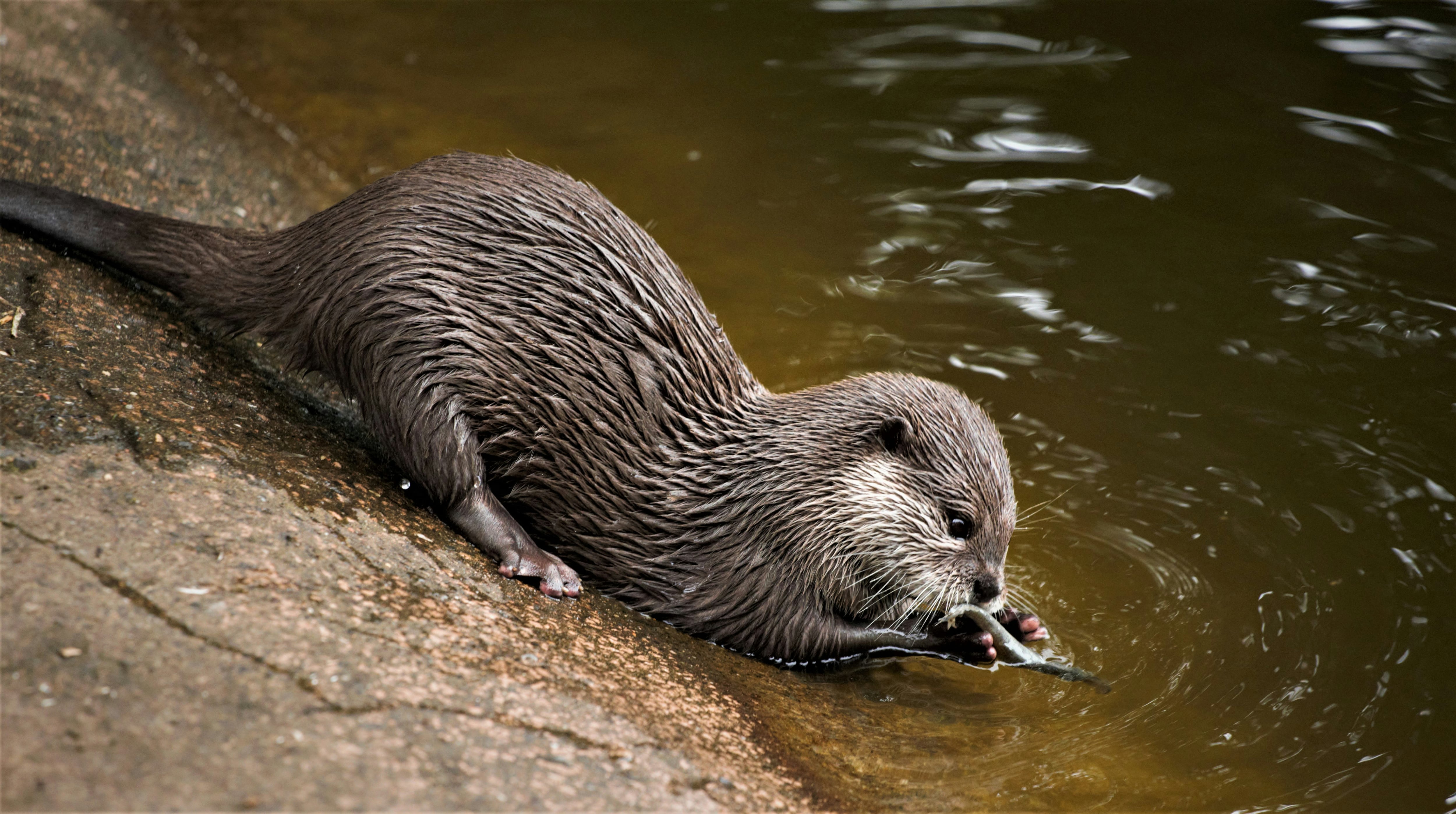 Este 28 de mayo es el Día Mundial de la Nutria