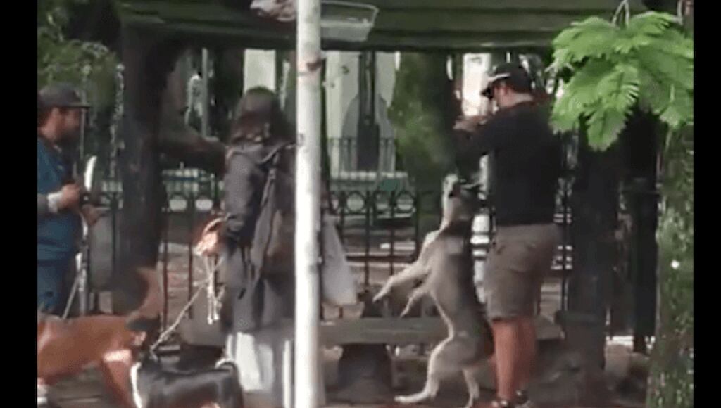 Entrenador es captado ahorcando a un perro husky