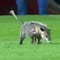 Invasión de tlacuache protagoniza triunfo del Puebla en Veracruz (VIDEO)