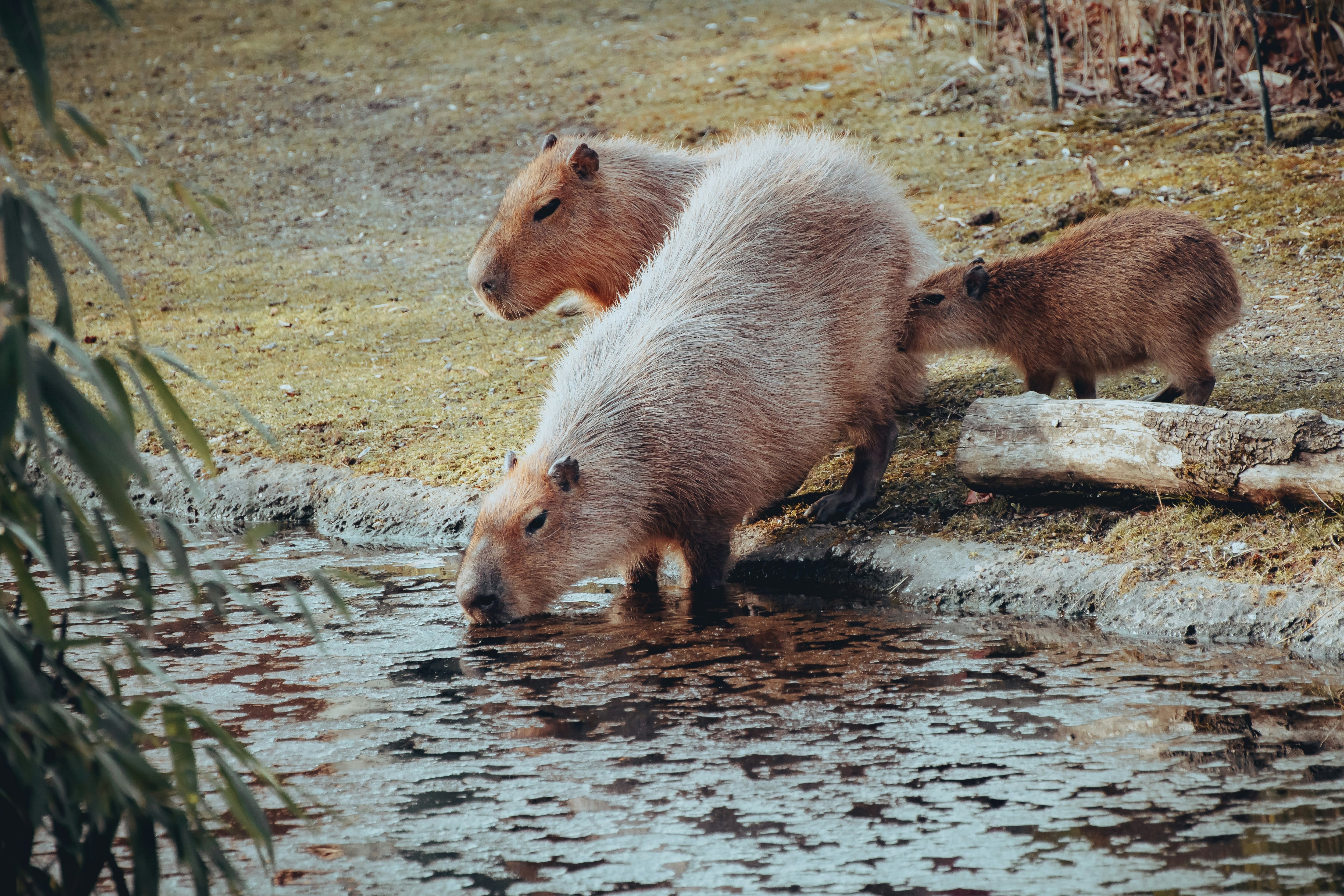 Capibara Fest 2025 en CDMX
