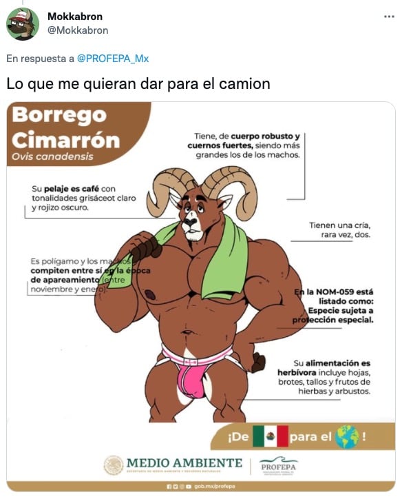 Tuit sobre el borrego cimarrón de Profepa