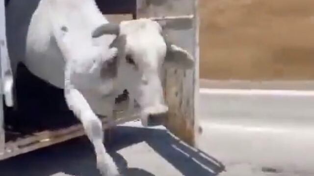 Una res rodó por una carretera de Estados Unidos