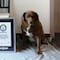 El perro más viejo del mundo 2023, Bobi, ha muerto a los 31 años