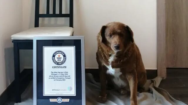 Bobi, el perro más viejo del mundo