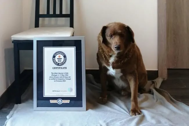 Bobi, el perro más viejo del mundo