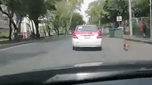 El perrito corrió desesperado detrás del taxi tras ser abandonado de manera deliberada.