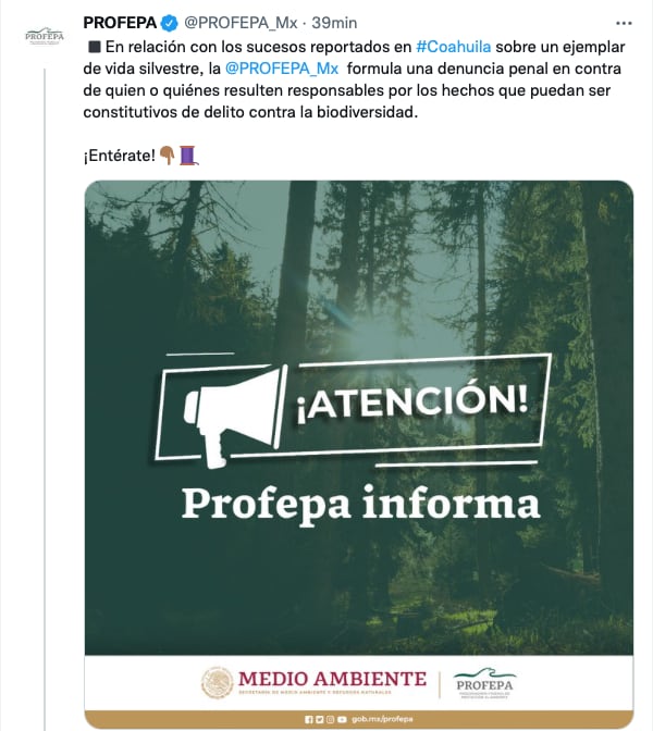 Profepa tomará acciones legales en contra de quienes maltrataron al osezno de cuatro meses en Castaños, Coahuila/@PROFEPA_Mx