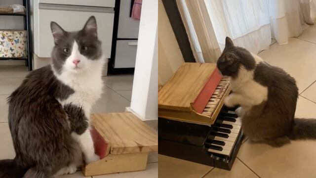 Limón, el gato pianista de TikTok