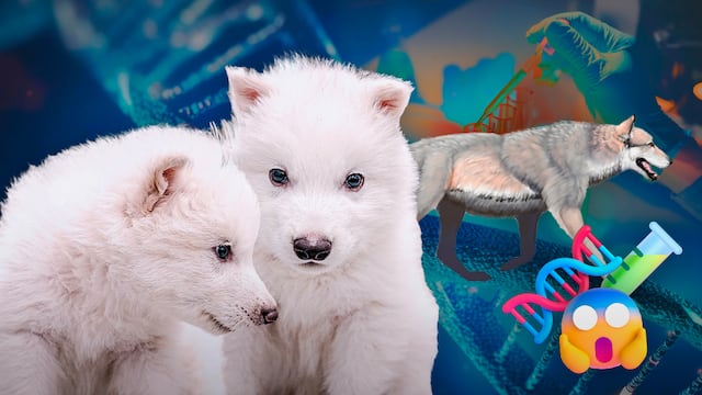 ¿Lobo huargo o lobo gris modificado?